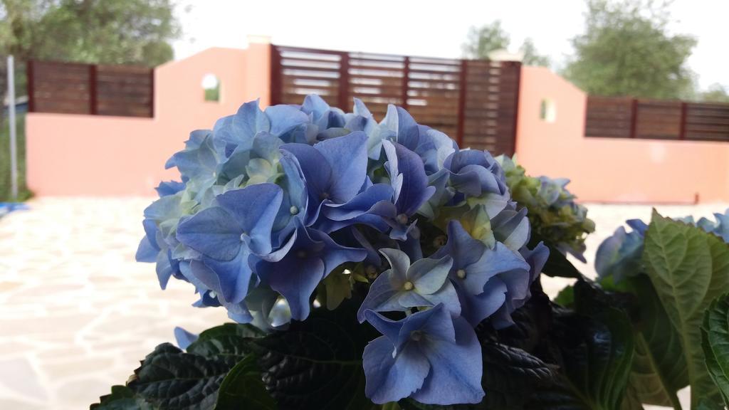 Amaryllis Boutique Apartments Мораитика Экстерьер фото