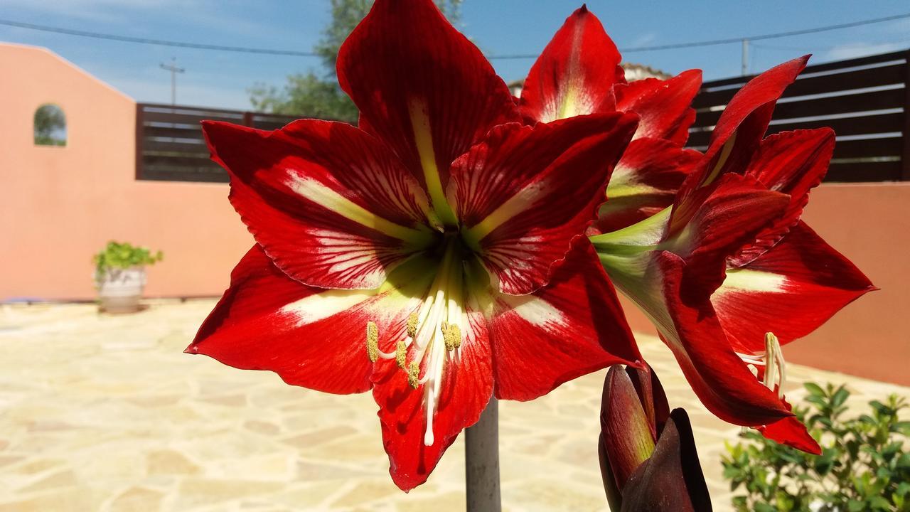 Amaryllis Boutique Apartments Мораитика Экстерьер фото